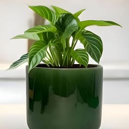 LASAKI Orin Green Big Ceramic Planters-image-56