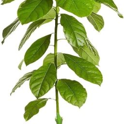 Avocado Plant-image-46