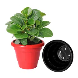 Kuber Industries Set Of 8 Solid Large Flower Planters With Drainage Hole image 3