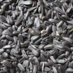 BLACK SUNFLOWER SEEDS 500 gm Nuts 0.5 kg Dry Adult, Senior, Young Bird Food-picture-21