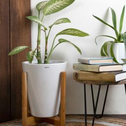 harla arts Love Bite (Medium) White Porcelain Floor Planters With Stand-picture-49