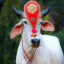 Decoration for cow,cow Head Strap Horse Head Bumper-39