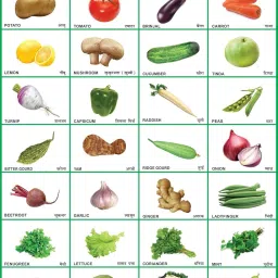 Vegetables Chart Big Size for Kids | Early Learning Educational Vegetabels Names Wall Chart for Children 28 x 40 Inch Laminated, Non Tearable Waterproof Wall Pasting Chart Canvas Art-17
