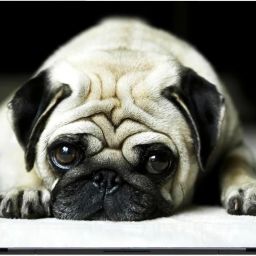 Flipkart SmartBuy Pug imported vinyl woith lamination Laptop Decal 15.6-image-27