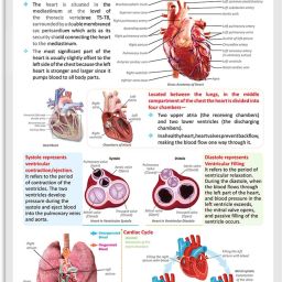 THE HEART CHART | Anatomy of the Heart: Educational Heart Chart for Learning and Reference Paper Print-image-49
