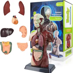 3D Human Anatomy Model Assembly Colorful Torso with Removable Internal Organs-picture-12