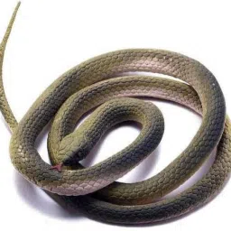 Fake Snake Gig Toy Snake Gag Toy-image-49