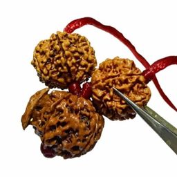 generic Ganesh Laxmi Kavach Rudraksha – Combination of 7 Mukhi Indonesian, Ganesh Nepali & 7 Mukhi Indonesian Rudraksha| Lab Tested with Certificate of Authenticity| for Men and Women | by Rudraksham image 1