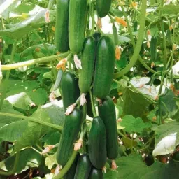 Khira seed Seed-image-59