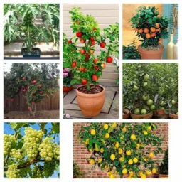 7 Fruit Combo (Apple Grape Guava Orange Papaya Lemon Pomegranate) 5 Seeds of Each Plants Seed-image-21