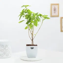 Tulsi Plant-image-38