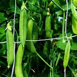 generic SEEDERRA Plant Climbing net & Creeper Net & Plant Trellis Net Plant Support Net Green Color for Agriculture and Gardening Net - 4Feet x 6Feet (Pack of 1) image 2