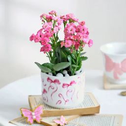 Kalanchoe Knots-image-5