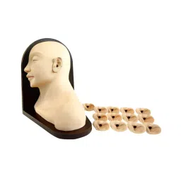 A-ONE SCIENCE PVC Advanced Ear Inspection Simulator AOSBM278-picture-38