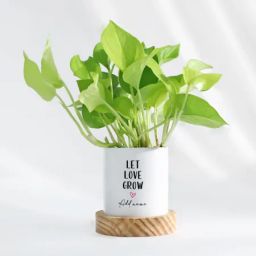 Let Love Grow - Money Plant - Personalized-image-90