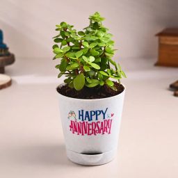 Jade Plant In Happy Anniversary Pot-image-80