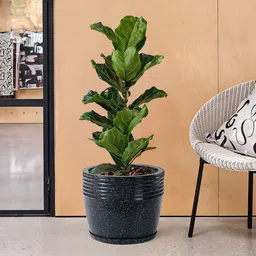 Kuber Industries 3Pcs Black Textured Roto Mould Flower Planters With Tray image 3
