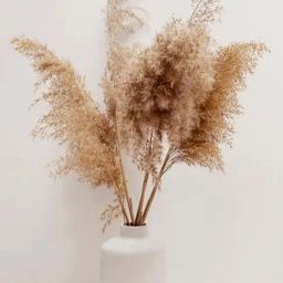 Homesake White & Brown 10 Stems 46 Tall Pampas Grass-image-47