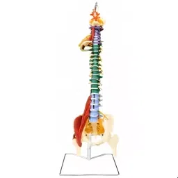 A-ONE SCIENCE Life Size Multicolor PVC Life Size Spine With Muscles and Disorders AOSBM27-picture-48