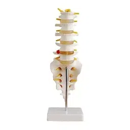 A-ONE SCIENCE Multicolor PVC Lumbar Sacrum Model With Herniated Disc AOSBM33-image-72