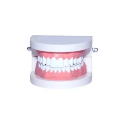 A-ONE SCIENCE White and Pink PVC Adult Gum Teeth Model AOSBM131-image-70