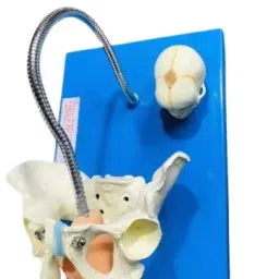 Khanna Traders Latest Child Birth Demonstration Model PVC, Fiber, Silicone Material-image-66