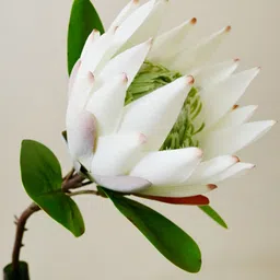 Blooming Floret White 1 Pieces Artificial Flower-image-11