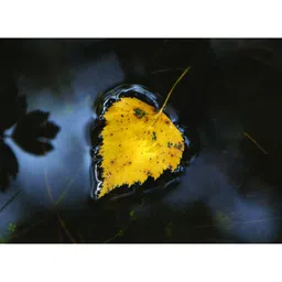 Inephos Yellow & Black 1 Piece Floral and Botanical Printed Canvas Wall Art-image-46