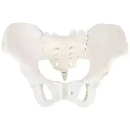 A-ONE SCIENCE Life Size White PVC Flexible Adult Female Pelvis AOSBM23-picture-25