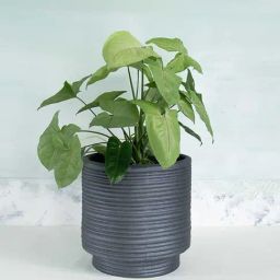 Freedom Tree Strata Footed Lava Grey Planter-image-63