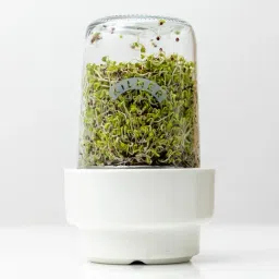 Kilner Clear Glass Sprouting Jar with Stainless Steel Lid Ceramic Base-picture-2