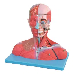 A-ONE SCIENCE Multicolor PVC Head And Neck Model With Blood Vessels Nerves And Brain AOSBM62-image-40
