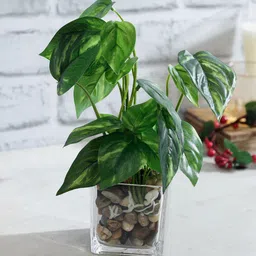 TAYHAA Green Artificial Aglaonema Plant With Transparent Pot-picture-18