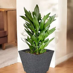 Go Hooked Black & Green Square Shaped Durable Planter-37
