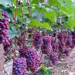 Grapes Plant-image-45