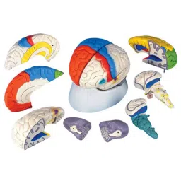 A-ONE SCIENCE Multicolor PVC Coloured Brain Model AOSBM83 image 2