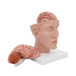A-ONE SCIENCE Orange PVC Brain Model With Arteris On Head AOSBM82-image-69