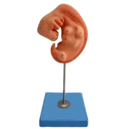 A-ONE SCIENCE Multicolor PVC Embryo Model AOSBM176-image-63