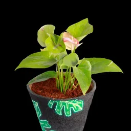 Aura Printed Coir Pots-image-21