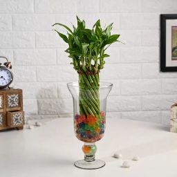 Spiral Lucky Bamboo In Glass Vase-image-10