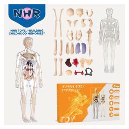 NHR Toys Human Body Model for Kids | 3D Human Body Parts Puzzles-6