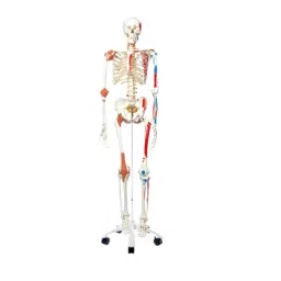 BTC INSTRUMENTS 170 cm PVC Human Skeleton Model With Muscles and Ligaments, BTC-XC-101A-6