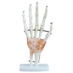 BTC INSTRUMENTS Life Size Ivory PVC Hand Joint Model with Ligaments for Medical Labs, BTC-XC-114A-15