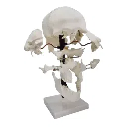 BTC INSTRUMENTS Life Size White PVC Exploded Skull Model for Medical Labs, BTC-ZX-1205-37