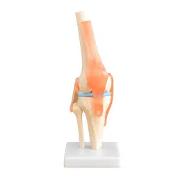 BTC INSTRUMENTS Life Size Ivory PVC Knee Joint Model for Medical Labs, BTC-XC-111-18