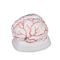 BTC INSTRUMENTS Life Size White and Red PVC Brain with Arteries Model 8 Parts for Medical Labs, BTC-XC-308-8
