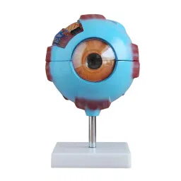 BTC INSTRUMENTS 6X Life Size Multicolor PVC Giant Eye Model for Medical Labs, BTC-XC-316-0