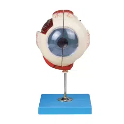 BTC INSTRUMENTS 6X Life Size Multicolor PVC Eye Model on Stand 7 Parts for Medical Labs, BTC-ZX-1410-6