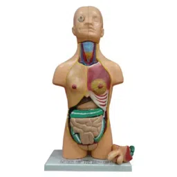 BTC INSTRUMENTS Life Size Multicolor PVC Human Torso Model 23 Parts for Medical Labs, BTC-ZX-110E-13