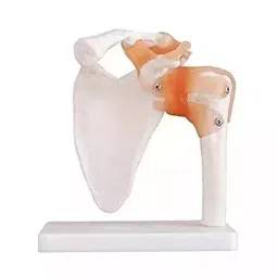 BTC INSTRUMENTS Life Size Ivory PVC Shoulder Joint Model for Medical Labs, BTC-ZX-109-36